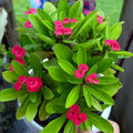 Crown of Thorns Plant Live, Red Euphorbia Milii Plant in 4 Inch Pot, Cactus Plant, Live Cactus Plant Indoor, Succulents Plant Live