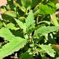 2 Epazote Plants Live for Planting, 4 Inch Pots, Herb Plants Great for Home Garden