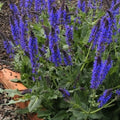 Blue Salvia Plant, Live Sage Plant in Quart Pot, Perennial Herb Plants for Outdoor Indoor Growing