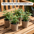 Random Mini Rose Plant Live in 4 Inch Pot, Miniature Rose Flower Plant for Indoor Outdoor Garden, Patio and Home Decor, 4-6 Inches