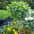 Bay Leaf Live Plant, 5-8 Inch Tall Bay Laurel Herb Plant, Culinary Herb for Garden, Patio, and Container Growing, No Pot, in Soil