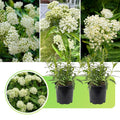 2 White Vining Milkweed Plants Live, Butterfly Asclepias Tuberosa, Wildflowers Perennial Bush, Swamp Common Plant, 5-9" in Tall, No Pot
