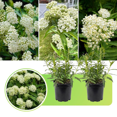 2 White Vining Milkweed Plants Live, Butterfly Asclepias Tuberosa, Wildflowers Perennial Bush, Swamp Common Plant, 5-9" in Tall, No Pot