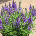 Violet Blue Purple Sage Live Plant, Salvia Plant Live Herb for Grow Indoors Outdoor in 3 Inch Pot