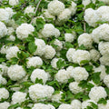 Old Snowball Viburnum Plants Live in 4" Pot, 6-12 Inch Tall, White Flowers Shrubs, Perennial Hardy Snowball Viburnum Flowers Plants, Leafless in Winter