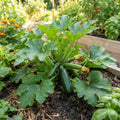 2PPP Green Zucchini Live Plants, 4-6" Tall in 4" Pot, Vegetable Plant