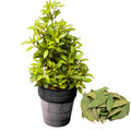 Laurus Nobilis Bay Leaf Live Plant, 8-11 Inc Tall from Bottom Pot, Bay Leaf Tree, Sweet Bay Laurel Herb Plant