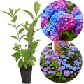 6"-1 Feet Pink to Blue Purple Hydrangea Bush Plant Tree Live Shrub, Dormant, Starter Plant, Change Color, Cold Hardy Variety