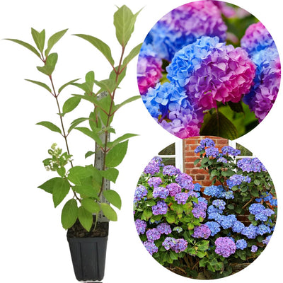 6"-1 Feet Pink to Blue Purple Hydrangea Bush Plant Tree Live Shrub, Dormant, Starter Plant, Change Color, Cold Hardy Variety
