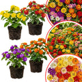 Mixed 4 Lantana Plants Live for Planting Outdoor, Lantana Trees or Trailing, Ready to Bloom, Hardy, Long Blooming Vibrant Perennial, 4-6" in Tall Spring Growing