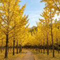 Ginkgo Tree Live Plant, Yellow Fall Leaf Tree, 3-6 Inch Tall