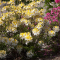 Azalea Rhododendron Plant Live, 7 Months Old, Azalea Rhododendron Tree Flowers Plants Live Bush in Pot (White Yellow)