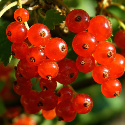 Live Currant Bush Plant Fast Growing, Ready Bear Fruit Within 1 Year - No NC, WV, NH, 6-14" Tall, Great for Backyard or Orchard Growing, Currant Plant (High-yielding)