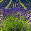 2 Lavender Live Plants, Fragrant Lavender Flowering Herb Plants, 4-8" Tall, Well Rooted for Gardens, Containers and Landscaping