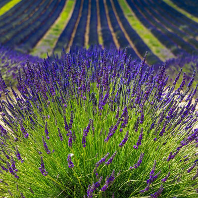 2 Lavender Live Plants, Fragrant Lavender Flowering Herb Plants, 4-8" Tall, Well Rooted for Gardens, Containers and Landscaping