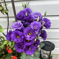 Purple Lisianthus Live Plant 3-5" Tall, Eustoma Lisianthus Flowers Plant, Purple Blooming Flower for Outdoor and Indoor Growing, No Pot