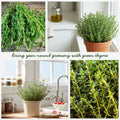 Pack of 2 Thyme Plants Live, Green Thyme Live Plant, Edible and Fragrant Herb, 5 to 7 Inches Tall, Ideal for Garden and Container