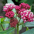 2 Milkweed Live Plants 4–7 Inches Tall, Milkweed Flowering Plants for Garden Beds, Borders or Landscape (Mix Milkweed)