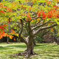 Starter Red Royal Poinciana Tree Live Plant 4-6 Inches in Tall in 4" Pot, Live Flamboyant Tree for Outdoor Planting, Jacaranda Trees Like