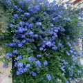 2 Blue Plumbago Live Plant 4-8 Inches Tall, Blue Plumbago Plants, Perennial Flowers Plants for Your Garden, No Pot