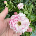Pack 3 Mix Desert Rose Plants, 4-7" Tall Adenium Desert Rose Flowers Plant, Vibrant Bloom, No Pot, Perennial and Hardy Succulent Plant
