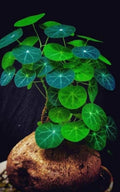 2.5"-3" Cephalantha Stephania Plant Medium Caudex, Medium Succulent with No Hair Roots, Already Sprouts, Rare Caudex for Indoor Outdoor, Cold Hardy