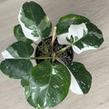 Philodendron Plant in 4 Inch Pot, Tropical Indoor Houseplant, Easy Care Foliage Plant for Home, Office, or Patio (White Variegated Philodendron)