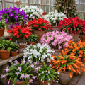 Orange Christmas Cactus Plants Live in 2 Inch Pot, Vibrant Christmas Cactus Blooms, Perennial Holiday Cactus Plant Flower Succulent Houseplant