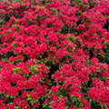 Red Reblooming Azalea Rhododendron Plant Live in 4 Inch Pot, Azalea Rhododendron Bush Shrub, Bloom in Spring, Late Summer, Fall Rebloom