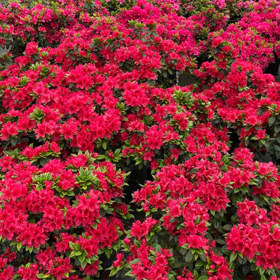 Red Reblooming Azalea Rhododendron Plant Live in 4 Inch Pot, Azalea Rhododendron Bush Shrub, Bloom in Spring, Late Summer, Fall Rebloom