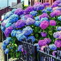 Blue to Pink Shades Hydrangea Bush Plant Tree Live Flowering Shrub Hardy Starter Plant Size 5 to 11 Inches in Tall, Blue Pink Color Blooms, Domant, Winter Hardy