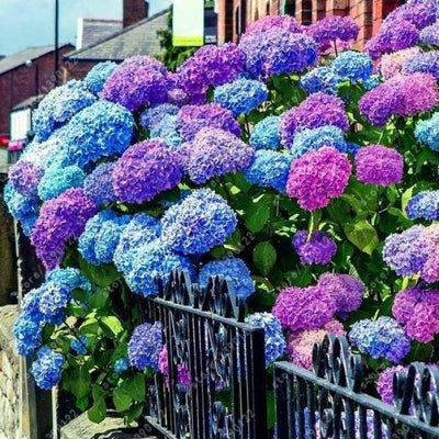 Blue to Pink Shades Hydrangea Bush Plant Tree Live Flowering Shrub Hardy Starter Plant Size 5 to 11 Inches in Tall, Blue Pink Color Blooms, Domant, Winter Hardy