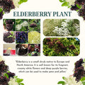 Elderberry Plant Live Tree Well-Rooted, 8 Months Old Starter Plant 6-12 Inches in Tall, Elderberry Shrub Cold Hardy, Sweet American Elderberries