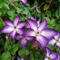 Purple White Clematis Vine Plant Live for Planting, Fragrant Clematis Plant Live in 2.5 Inches Pot, Clematis Flowers Perennial