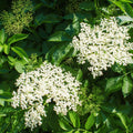 2 Black Elderberry Trees Live Plants, Backyard Berry Plant, 10-12 Inch Tall