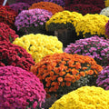 2 Assorted Chrysanthemum Plants Live, Vibrant Mum Flower Plants for Garden Landscape from 5 Inc Long
