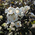 Cream Weigela Flowers Plant, Live Weigela Flowers Plant, 4 Inches Pot, Starter Plant for Outdoor Patio, Container