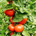 Big Tomato Cherry Live Plant in 4 Inch Pot, Red Tomato Plants Live 8-10 Inch Tall, Vegetable Plant for Planting Outdoor Indoor