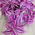 Pink Wandering Jew Plant Live, Variegated Wandering Live in 3.2 Inches Pot, Vibrant Foliage Indoor Houseplant