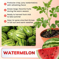 3-5 Inch Tall Sweet Red Watermelon Live Plant