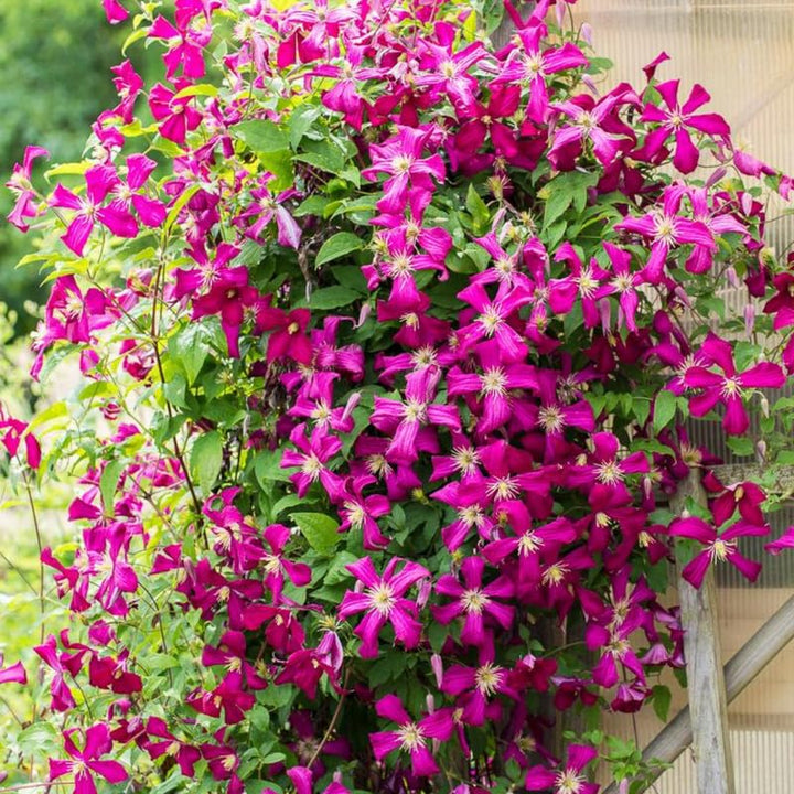 Red Climbing Clematis Live Plant, Garden Flower Vine, 2.5 Inch Pot