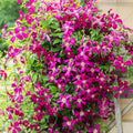 Clematis Vine Plant Live for Planting, Deep Red Clematis Plant Live in 2.5 Inches Pot, Clematis Flowers Perennial