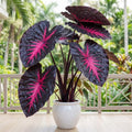 2 Colocasia Live Plants, Alocasia Elephant Ear Live Plant for Growing, 4-6" Tall, Cold Hardy, Indoor Outdoor Planting (Black Red)