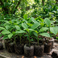 Pawpaw Live Plant, Home Garden Fruit Tree, 8-12 Inch Tall