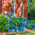 Blue to Pink Hydrangea Bush Plant Tree Live Shrub in Pot, Starter Plant 4 to 9 Inches, Hydrangea Tree, Dormant, Change Color Blooms