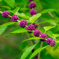Beautyberry Tree Live Plant, Live Purple Beauty Berry Shrub in 4'' Pot, Outdoor Purple Berry Landscape Plant
