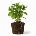 2 Peppermint Live Plants, Peppermint Herbs Plants, 4-6 Inch Herb Starter Plants, Bare Root, Fragrant Leaves