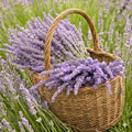 3 Lavender Plants Live Starter Plants 1-3" in Tall, Hardy Perennial Lavender for Garden and Landscape with Fragrant Purple Blooms, No Pot (Phenomenal)