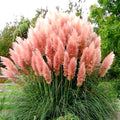 8 Mixed Pampas Grass Plants Live for Planting, 2.5" Pot, Mix Colors Potted Pampas Grass Live Plants Shrub Indoors Outdoors