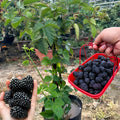 Triple Crown Thornless BlackBerry Plants Live for Planting, 8 Months Old BlackBerry Fruit Tree for Growing Outdoor, High Yielding, Dormant in Winter